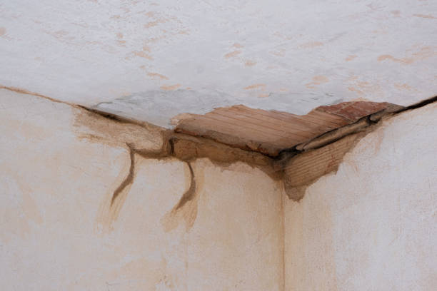 Best Flooded house restoration  in Elmwood, IL